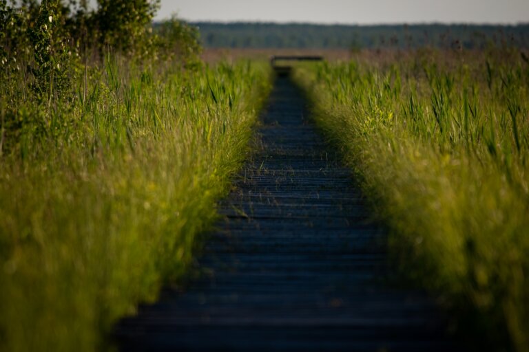 NATURA/nature (4): BIEBRZAŃski PARK NARODOWY